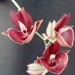 Ctsm. Orchidglade 'Jack of Diamonds'