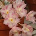 Cl. Jumbo Grace 'Jumbo Orchids' BM/TOGA(Cl. Rebecca Northen x Cl. Grace Dunn)