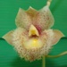 Clo. Jumbo Glory 'Jumbo Orchids'