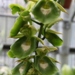 Orchidglade