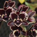 Fdk. After Dark 'Crazy Good', photo courtesy of Sunset Valley Orchids