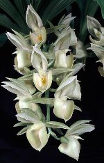Ctsm. Sweet Spice 'SVO' HCC/AOS, photo courtesy of Sunset Valley Orchids